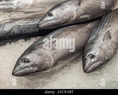 Pesce fresco su ghiaccio al Mercado de la Boqueria, Barcellona, Catalogna, Spagna, Europa Foto Stock