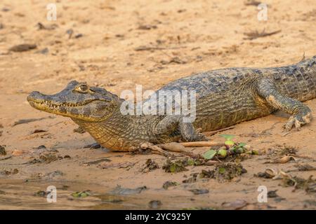 Caiman (Caimaninae), coccodrillo (Alligatoridae), coccodrillo (Crocodylia), vista ravvicinata, Pantanal, entroterra, zona umida, riserva della biosfera dell'UNESCO, World Heri Foto Stock