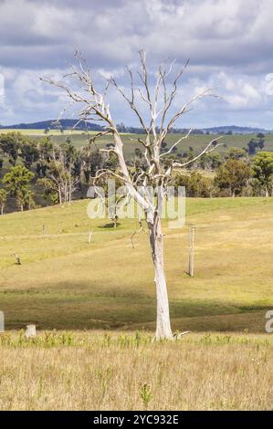 Albero secco lungo Ebor Falls Road, Dorrigo, NSW, Australia, Oceania Foto Stock