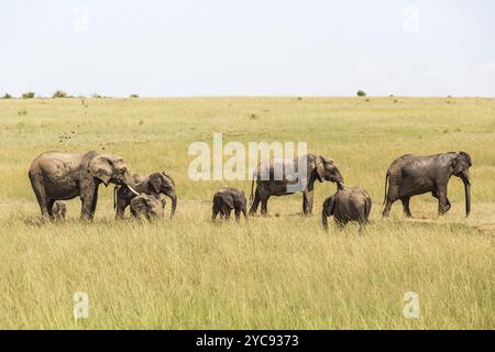 Elefanti in un buco di irrigazione sulla savana a Masai Mara Foto Stock