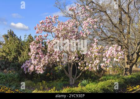 magnolia in fiore a Princes Park, Hobart, Tasmania, Australia, Oceania Foto Stock