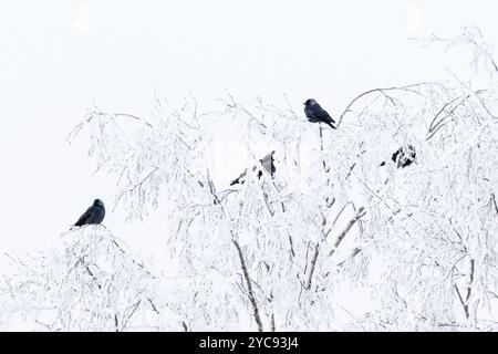 Gregge di Jackdaws in alberi con la brina Foto Stock