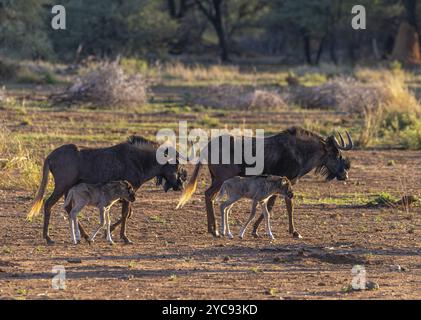 Black Wildebeest, connochaetes gnou, donna con polpaccio Foto Stock