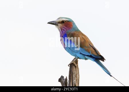 Il rullo tostato lilla si trova su un bastone Foto Stock