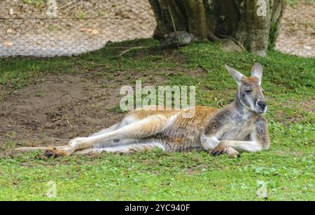 Kangaroo australiano a riposo, Healesville, Victoria, Australia, Oceania Foto Stock
