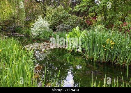 Giardino giapponese Leverkusen : stagno e fioritura di fiori (Iris e azalea) a metà maggio Foto Stock