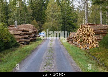 Pali di legno accanto alla strada nel bosco Foto Stock