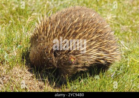 Echidna dal becco corto vicino alle cabine Waldheim nel Cradle Mountain-Lake St Clair National Park, Tasmania, Australia, Oceania Foto Stock