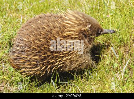 Echidna dal becco corto vicino alle cabine Waldheim nel Cradle Mountain-Lake St Clair National Park, Tasmania, Australia, Oceania Foto Stock