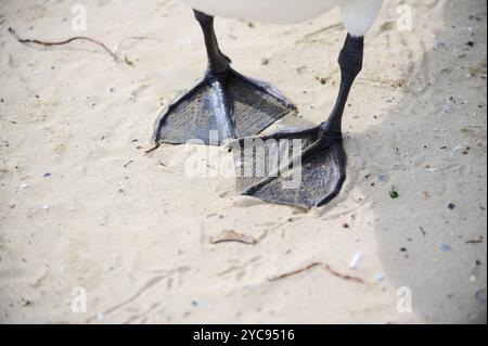 Un primo piano di piedi intrecciati di un cigno in piedi su una spiaggia di sabbia. Consistenza visibile della sabbia, con alcune impronte e piccoli detriti sullo sfondo Foto Stock