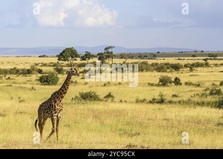 La giraffa a piedi su Savannah nel Masai Mara Foto Stock