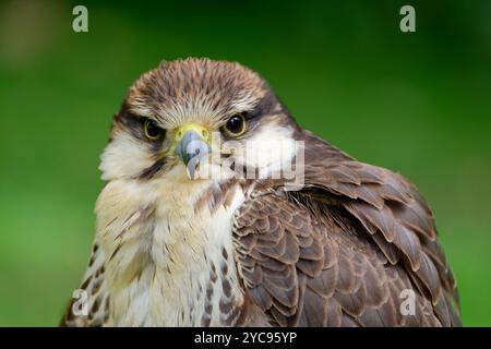 Trabaccolo Falcon Foto Stock