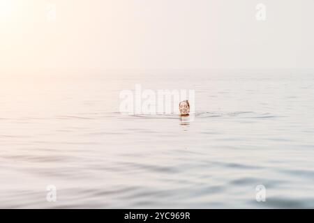Man Water Ocean Drowning - Un solo uomo è in acqua, con solo la testa e un braccio visibili. Sta lottando per rimanere a galla e sembra esserlo Foto Stock