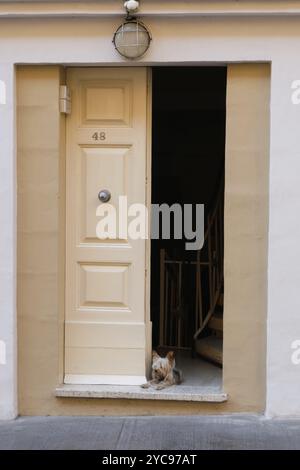 Un feroce cane da guardia in servizio, la Valletta, malta Foto Stock