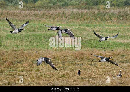 Barnacle Geese Lift Off Foto Stock