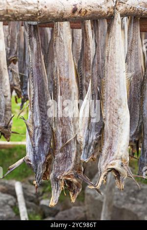 Stoccafisso all'aperto di essiccazione su un rack Foto Stock