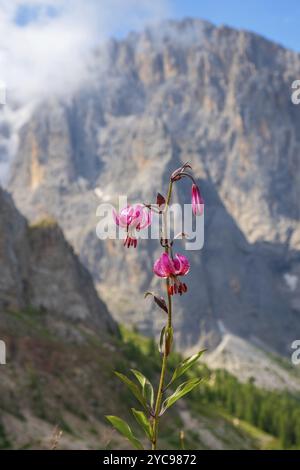 Martagon giglio fiore in una montagna Foto Stock