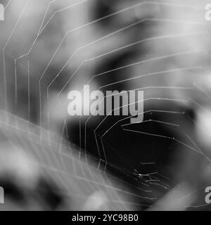 Spider Web in monocromia Foto Stock