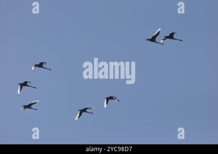 Gregge di cigni neri australiani, Cygnus atratus, contro il cielo azzurro Foto Stock