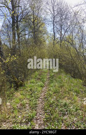 Footpath through the deciduous forest with lush trees in the spring Foto Stock
