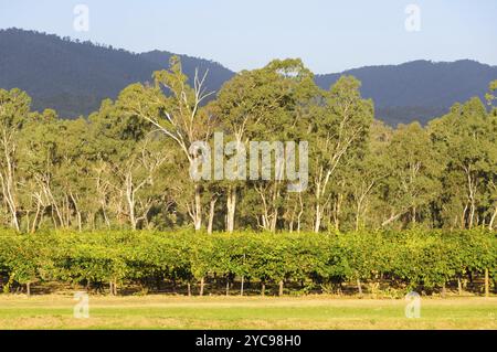 Vigneto illuminato dal sole autunnale del tardo pomeriggio, Whitfield, Victoria, Australia, Oceania Foto Stock