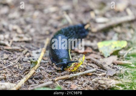 Slug nero sul terreno nei boschi Foto Stock