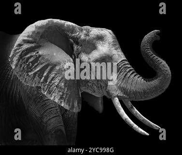 Profilo della testa di un elefante africano Loxodonta africana su sfondo nero Foto Stock