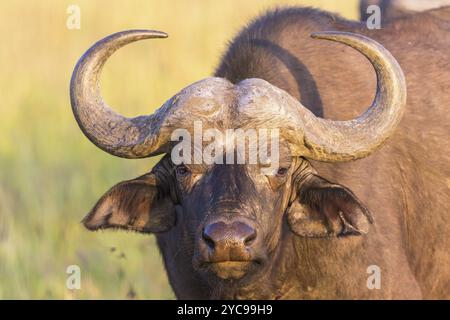 Primo piano sui Buffalo africani Foto Stock