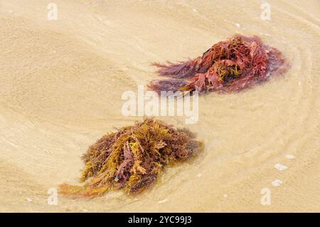 Alghe lavate a terra, Torquay, Victoria, Australia, Oceania Foto Stock