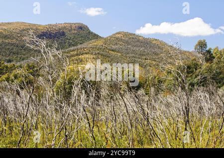 Il Monte William, pesantemente eroso, si trova nel Grampians National Park, Halls Gap, Victoria, Australia, Oceania Foto Stock