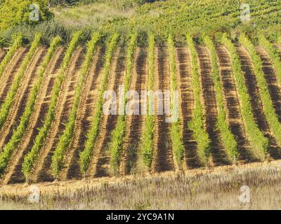 Filari ordinati di viti in vigna lungo la pista del Camino, Pieros, Castiglia e León, Spagna, Europa Foto Stock