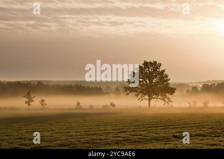 Albero solitario sul terreno con la nebbia di mattina Foto Stock