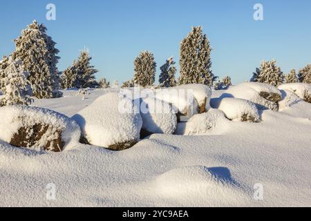 Snowy muro di pietra con juniper bush nel paesaggio Foto Stock