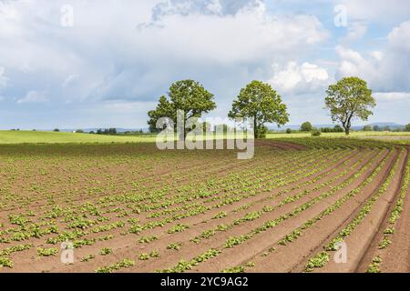 La coltivazione di patate su un campo in campagna Foto Stock