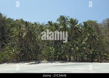 Spiaggia tropicale di palme sull'isola di Cebaco panama Foto Stock