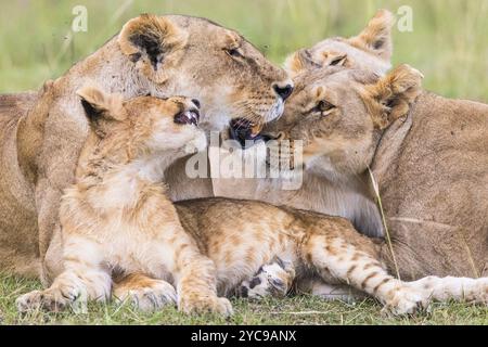 I leoni di riposo si affollano con un cucciolo di leone giocoso sul savana Foto Stock