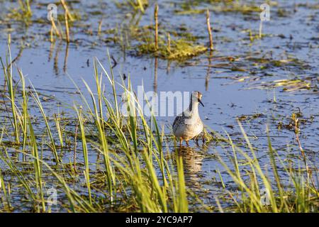 Legno Sandpiper stare tra la lama di erba in un zona umida Foto Stock