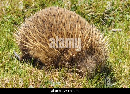 Echidna dal becco corto vicino alle cabine Waldheim nel Cradle Mountain-Lake St Clair National Park, Tasmania, Australia, Oceania Foto Stock