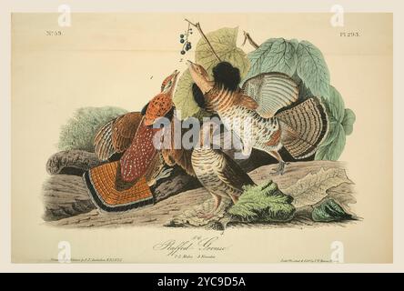 Il grospo ruffato (Bonasa umbellus) 1,2. Uomini. 3. Donna. Dopo un'illustrazione di John James Audubon nel quinto volume del suo libro The Birds of America from Drawings Made in the United States and Their Territories, pubblicato nel 1842. Colorazione successiva. Foto Stock