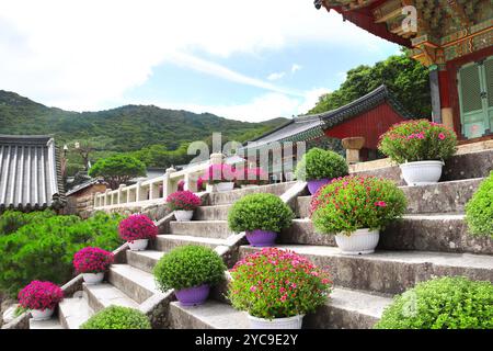 I crisantemi in fiore sui gradini del padiglione nel Tempio di Beomeosa, Busan, Corea del Sud. Splendida scena autunnale con margherite dorate e ancie fiorite Foto Stock