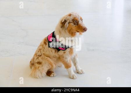 Cane in un corridoio del tribunale di Grasse. Il cane della struttura del tribunale può fornire sostegno morale alle vittime di reati penali, Foto Stock
