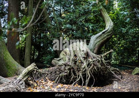 Un grosso ceppo d'albero con radici che sporgono da esso. Il ceppo è circondato da foglie e rami, conferendogli un aspetto naturale e rustico. Concetto o Foto Stock