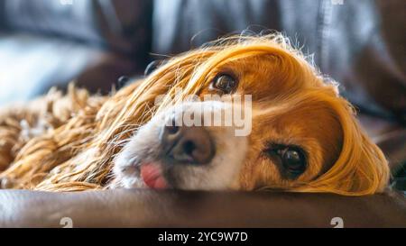 Un cane coccolato sdraiato su un divano. Foto Stock