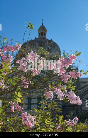 I ciliegi fioriscono di fronte alla cupola della cattedrale di Marsiglia, in Francia, in una giornata di sole senza nuvole. Foto Stock