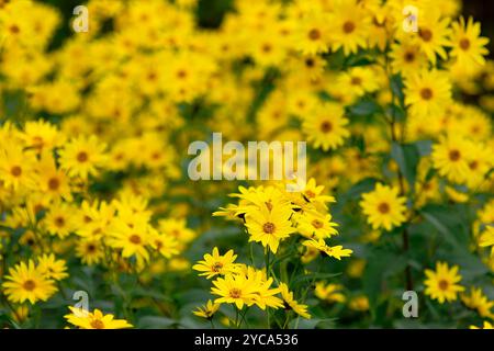 Carciofo di Gerusalemme, fiori di elianthus tuberosus nel prato, primo piano. Fioritura piena in autunno. Sfondo naturale, carta da parati. Trencin, Slovacchia Foto Stock