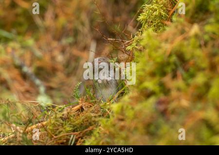 Bank Vole (Myodes glareolus) nella pineta scozzese Foto Stock