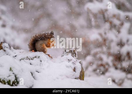 Scoiattolo rosso (Sciurus vulgaris) mangiando noci in Falling Snow, Highlands scozzesi Foto Stock