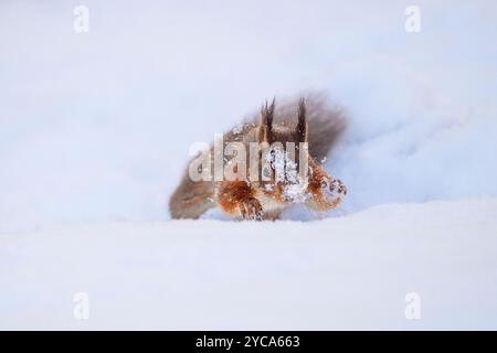 Scoiattolo rosso (Sciurus vulgaris) che corre a Snow, Highlands scozzesi Foto Stock