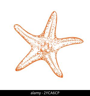 Stella marina vettoriale. Schizzo della linea dipinto a mano. Grafica clip art tropicale isolata sullo sfondo. Illustrazione sott'acqua. Per designer, inviti Illustrazione Vettoriale