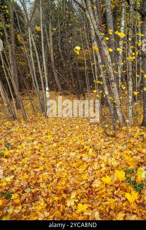 Le foglie d'acero colorano la foresta di colori gialli brillanti. Malmköping, Svezia Foto Stock